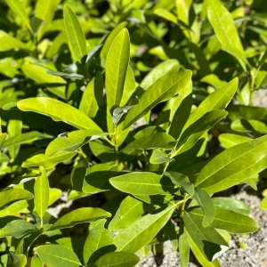 Sweetbay Magnolia Bare Root Live Plant - 50 Count Bundle | Fragrant White Flowers, Outdoor - Image 3