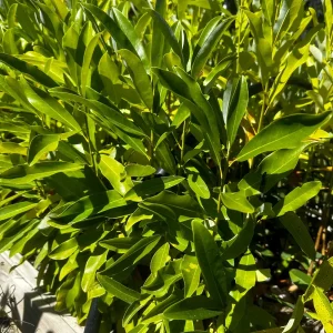 Sweetbay Magnolia Bare Root Live Plant - 50 Count Bundle | Fragrant White Flowers, Outdoor - Image 4