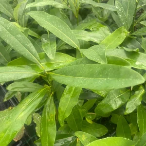 Sweetbay Magnolia Live Plant - 10-14" Height - Virginiana - Fragrant White Flowers - Image 2