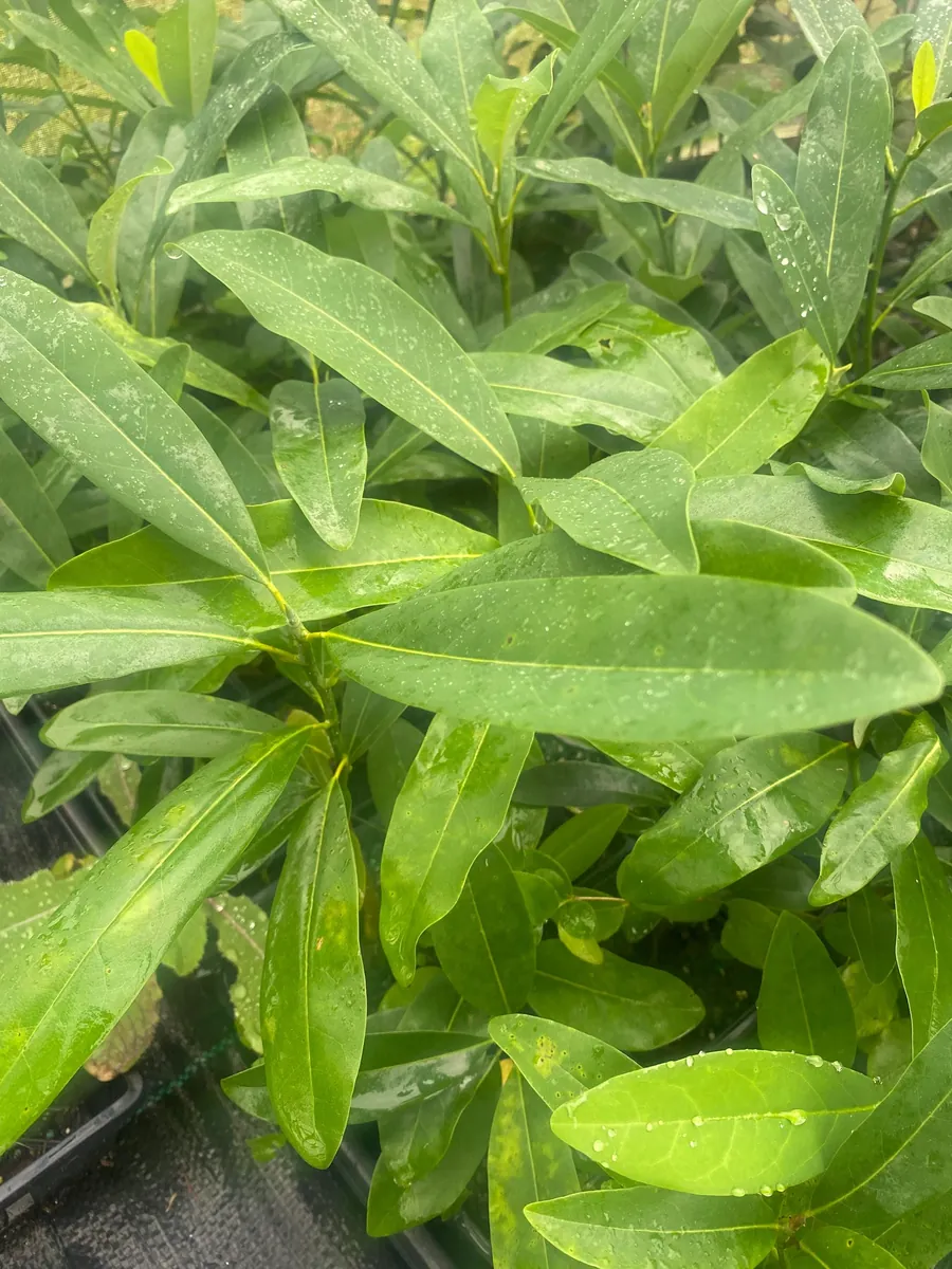 Sweetbay Magnolia Live Plant - 10-14" Height - Virginiana - Fragrant White Flowers - Image 2