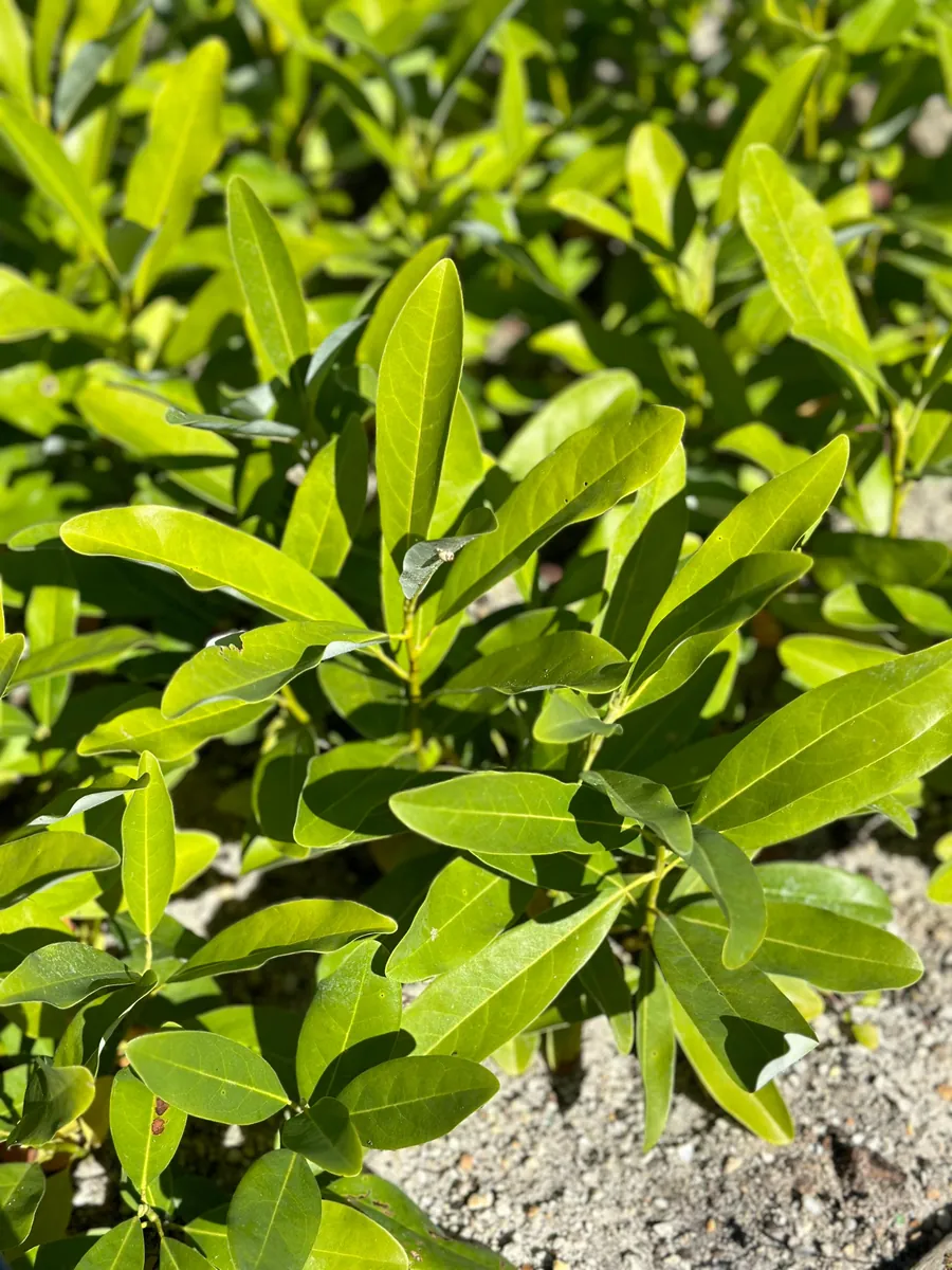 Sweetbay Magnolia Live Plant - 10-14" Height - Virginiana - Fragrant White Flowers - Image 6