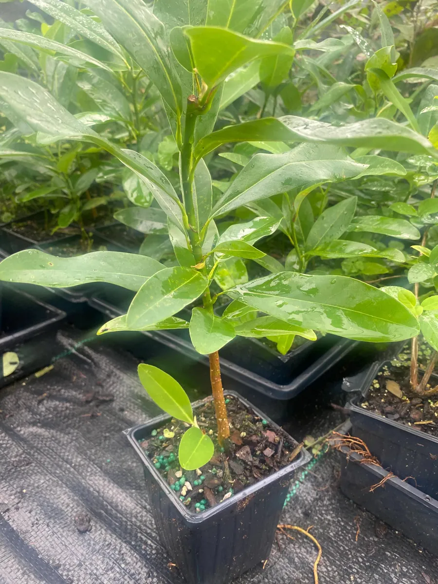 Sweetbay Magnolia Live Plant - 10-14" Height - Virginiana - Fragrant White Flowers - Image 1