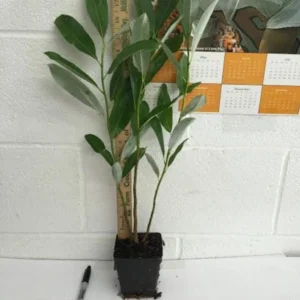 Sweetbay Magnolia Live Plant - 10-18