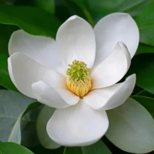 Sweetbay Magnolia Live Plant - 10-18" Tall, 1 Quart Pot - Creamy Blooms Flower Tree for Landscape & Garden - Image 2