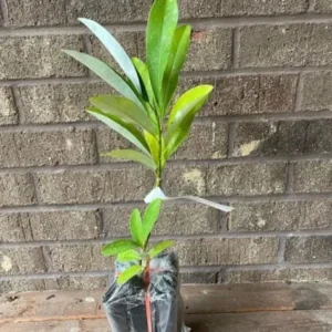 Sweetbay Magnolia Live Plant - 10-18