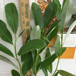 Sweetbay Magnolia Live Plant - 10-18