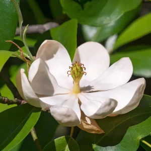 Sweetbay Magnolia Live Plant – Fragrant White Blooms, 10-18 in Tall, Quart Pot, Outdoor - Image 10