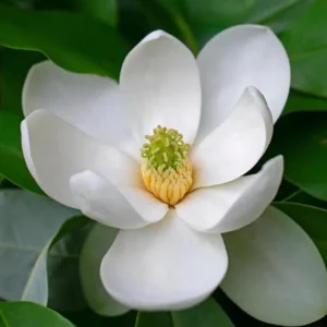Sweetbay Magnolia Live Plant – Fragrant White Blooms, 10-18 in Tall, Quart Pot, Outdoor - Image 2