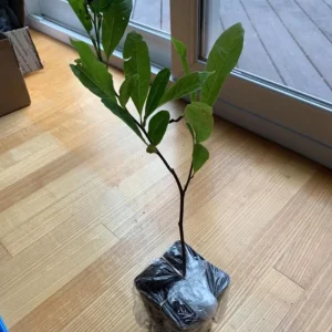 Sweetbay Magnolia Live Plant – Fragrant White Blooms, 10-18 in Tall, Quart Pot, Outdoor - Image 5