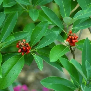 Sweetbay Magnolia Live Plant – Fragrant White Blooms, 10-18 in Tall, Quart Pot, Outdoor - Image 6