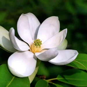 Sweetbay Magnolia Live Plant – Fragrant White Blooms, 10-18 in Tall, Quart Pot, Outdoor - Image 1