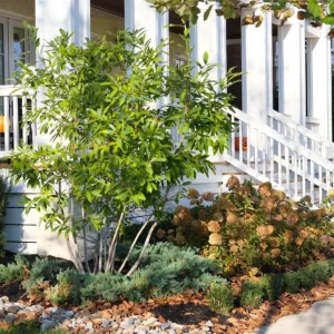 Sweetbay Magnolia Live Plant – Fragrant White Blooms, 10-18 in Tall, Quart Pot, Outdoor - Image 7