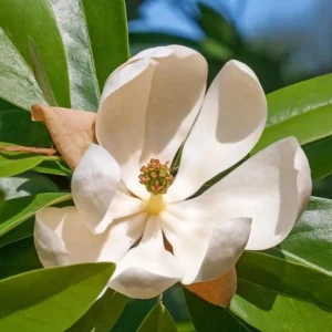 Sweetbay Magnolia Live Plant – Fragrant White Blooms, 10-18 in Tall, Quart Pot, Outdoor - Image 8