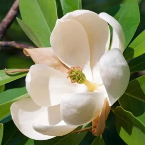 Sweetbay Magnolia Live Plant – Fragrant White Blooms, 10-18 in Tall, Quart Pot, Outdoor - Image 9