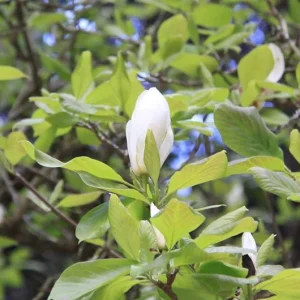 Sweetbay Magnolia Live Plant – Native Flowering Tree – Fragrant Blooms – 10-18 in Tall, 4-inch Pot - Image 6