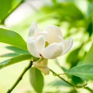 Sweetbay Magnolia Live Plant – Native Flowering Tree – Fragrant Blooms – 10-18 in Tall, 4-inch Pot - Image 7