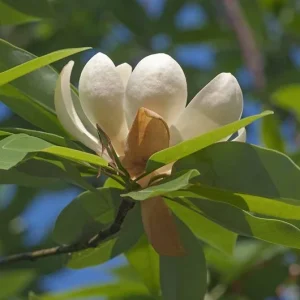 Sweetbay Magnolia Live Plant – Native Flowering Tree – Fragrant Blooms – 10-18 in Tall, 4-inch Pot - Image 8