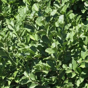 Sweetbay Magnolia Live Plant – Native Flowering Tree – Fragrant Blooms – 10-18 in Tall, 4-inch Pot - Image 9