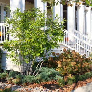 Sweetbay Magnolia Live Plant – Quart Pot – Fragrant Evergreen Tree – USDA Zones 5-9 - Image 10