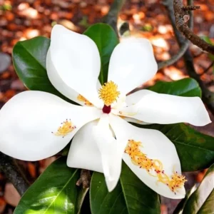 Sweetbay Magnolia Live Plant – Quart Pot – Fragrant Evergreen Tree – USDA Zones 5-9 - Image 2