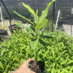 Sweetbay Magnolia Live Plant – Quart Pot – Fragrant Evergreen Tree – USDA Zones 5-9 - Image 7