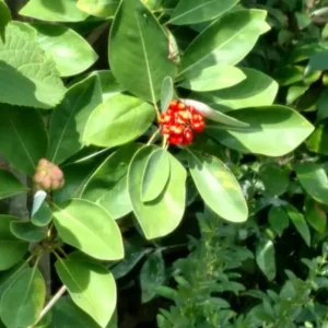 Sweetbay Magnolia Live Plant – Quart Pot – Fragrant Evergreen Tree – USDA Zones 5-9 - Image 9