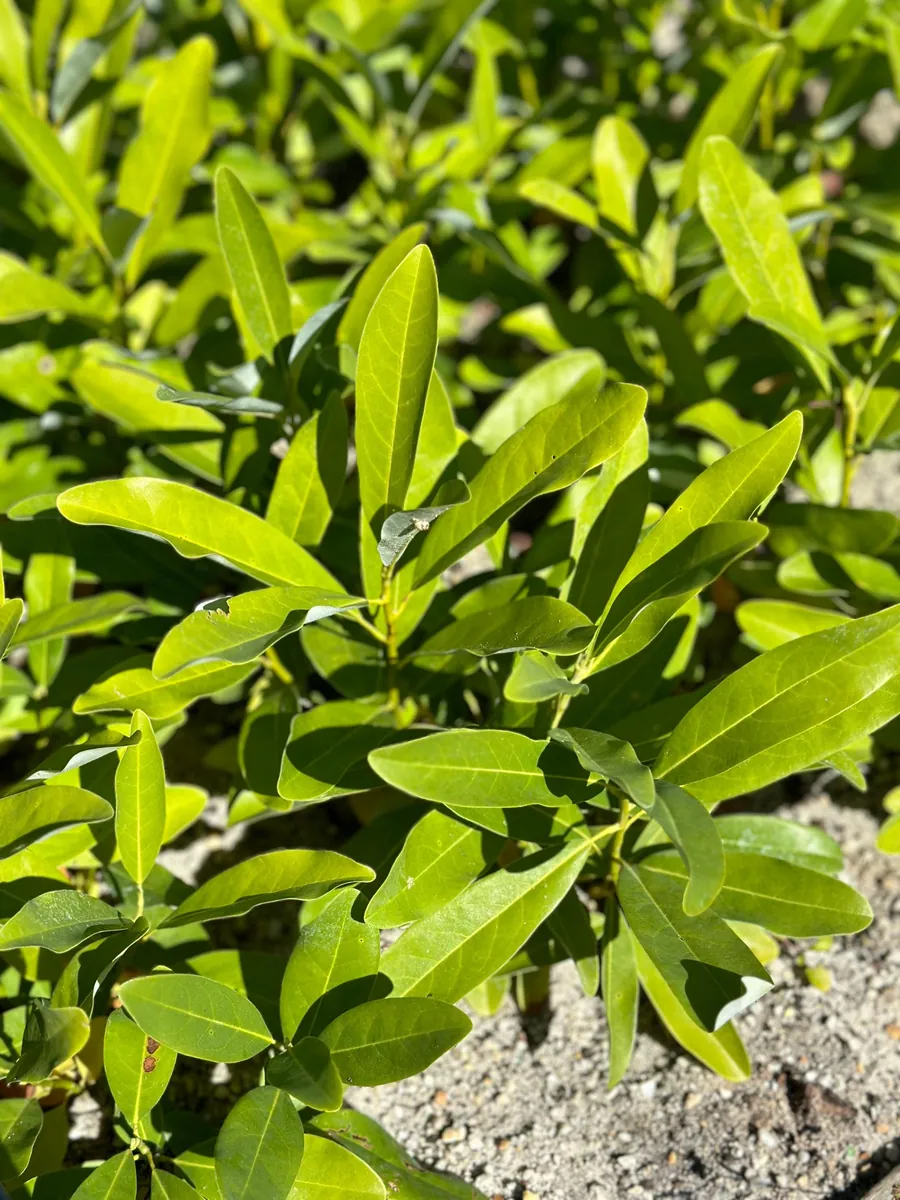 Sweetbay Magnolia Tree - 2 Bare Roots - Fragrant Creamy White Blooms - Image 5