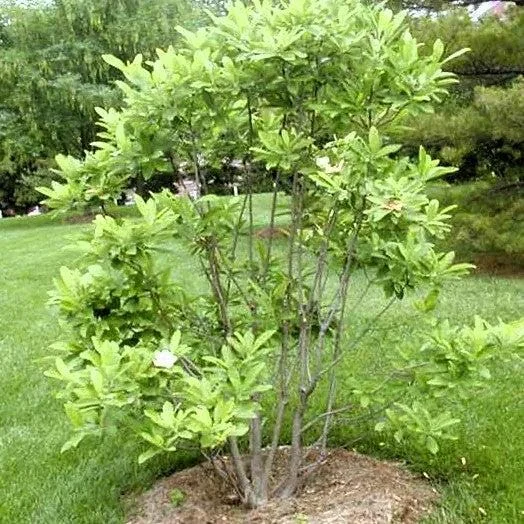 Sweetbay Magnolia Tree - 2 Bare Roots - Fragrant Creamy White Blooms - Image 7