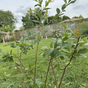 Sweetcrisp Blueberry Live Plant – 3 Starter Plugs – Vaccinium corymbosum - Image 3
