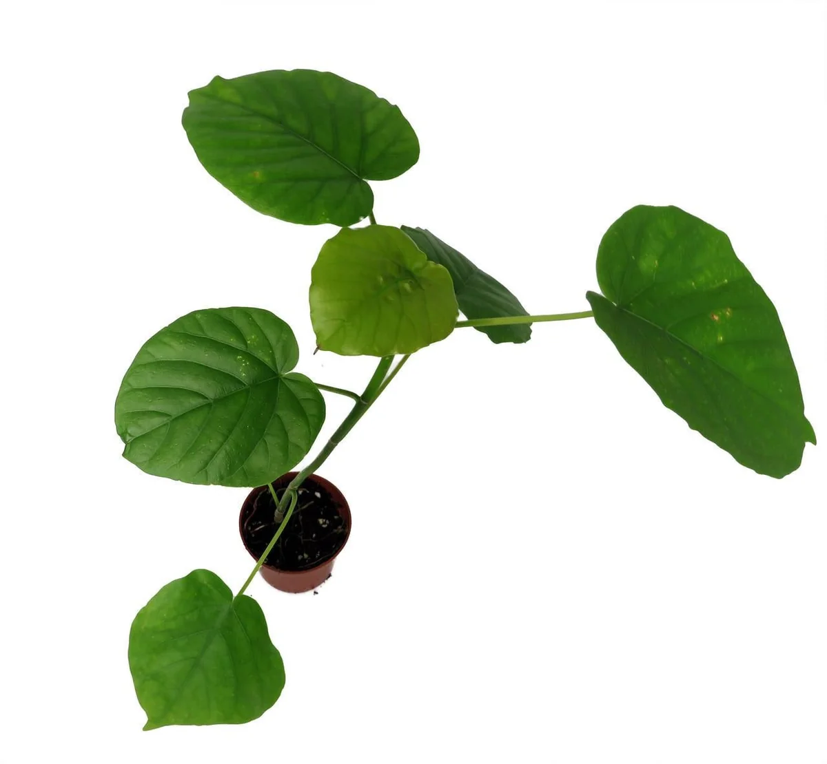 Sweetheart Ficus Live Plant – Ficus Natarensus – 2.5 inch Pot – Easy Indoor Houseplant - Image 2