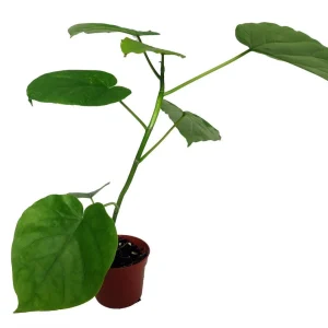 Sweetheart Ficus Live Plant – Ficus Natarensus – 2.5 inch Pot – Easy Indoor Houseplant - Image 1