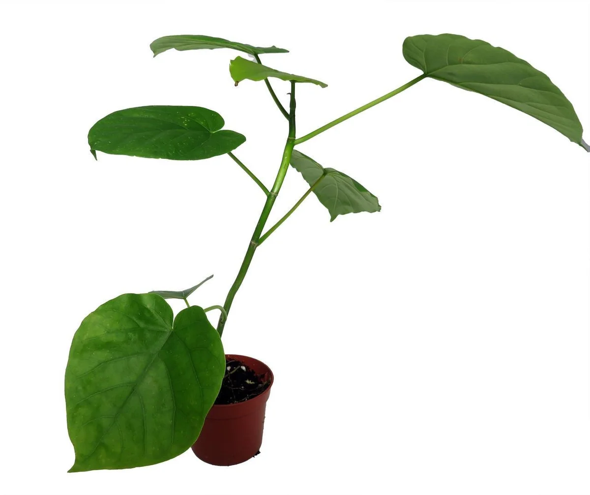 Sweetheart Ficus Live Plant – Ficus Natarensus – 2.5 inch Pot – Easy Indoor Houseplant - Image 1