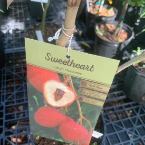 Sweetheart Lychee Live Plant - Grafted Fruit Tree, 3 Gallon Pot, 18-30in Tall - Image 3