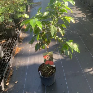 Sweetheart Lychee Live Plant - Grafted Fruit Tree, 3 Gallon Pot, 18-30in Tall - Image 1