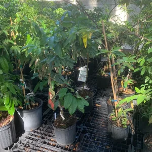 Sweetheart Lychee Live Plant - Grafted Fruit Tree, 3 Gallon Pot, 18-30in Tall - Image 5