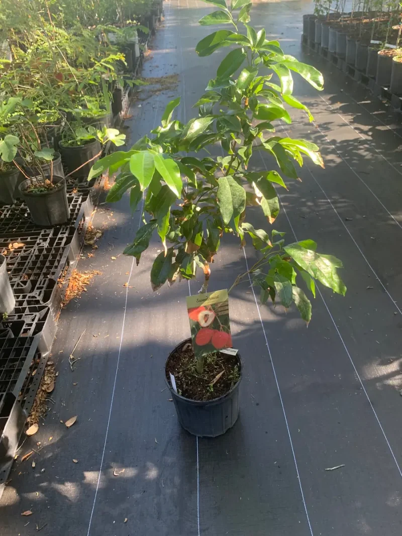 Sweetheart Lychee Live Plant - Grafted Fruit Tree in 3 Gallon Pot
