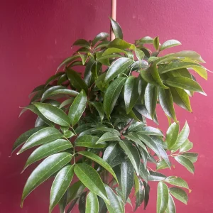 Sweetheart Lychee Tree Live Plant – 2-4 Ft Tall – 10-inch Pot – Air Layered – Outdoor Fruit Tree - Image 2