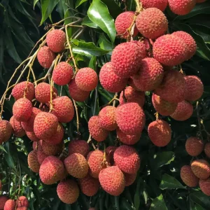 Sweetheart Lychee Tree Live Plant – 2-4 Ft Tall – 10-inch Pot – Air Layered – Outdoor Fruit Tree - Image 1