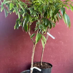 Sweetheart Lychee Tree Live Plant – 2-4 Ft Tall – 10-inch Pot – Air Layered – Outdoor Fruit Tree - Image 6