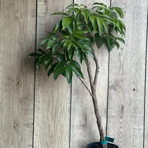 Sweetheart Lychee Tree Live Plant – 2-4 Ft Tall – 10-inch Pot – Air Layered – Outdoor Fruit Tree - Image 7