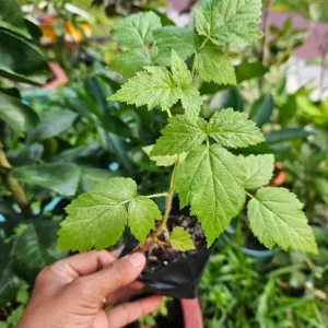 Sweetie Pie Thornless Blackberry Live Plants - 2 Pack, 4-6 inch Starter - Image 8