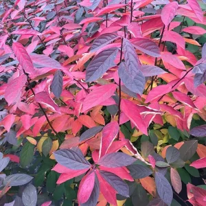 Sweetspire Live Plant – 4 inch Pot – Fragrant Summer Blooms – Outdoor - Image 2