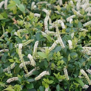 Sweetspire Live Plant – 4 inch Pot – Fragrant Summer Blooms – Outdoor - Image 1