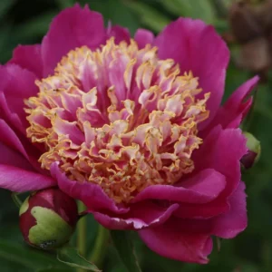 Sword Dance Peony Bare Root - Red Japanese Peony Plant - Paeonia lactiflora - Outdoor Perennial - Image 1