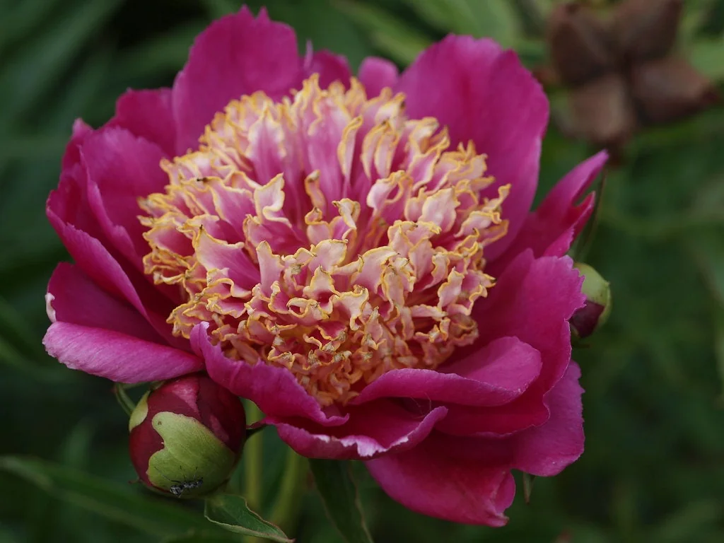 Sword Dance Peony Bareroot - Paeonia lactiflora - Red Japanese Herbaceous Peony - Image 1