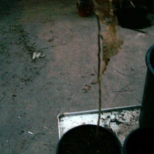 Sycamore Tree Live Plant (Platanus occidentalis) - 18+ Inches Tall - Deciduous Outdoor Tree - Image 4