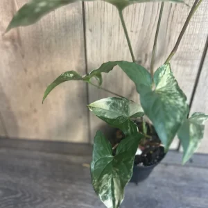 Syngonium Albo Variegata Live Plant – 4 inch Pot – Indoor Arrowhead Vine - Image 2