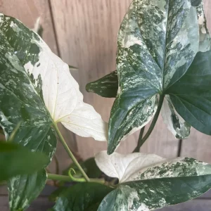 Syngonium Albo Variegata Live Plant – 4 inch Pot – Indoor Arrowhead Vine - Image 1