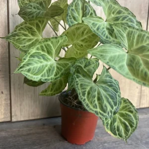 Syngonium Batik Live Plant – 4 inch Pot – Potted Houseplant – Indoor - Image 4