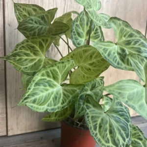 Syngonium Batik Live Plant – 4 inch Pot – Potted Houseplant – Indoor - Image 5